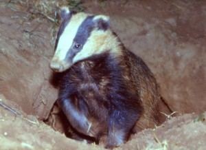 Badger Surveys