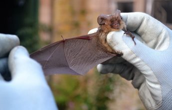 Transect Surveys, Preliminary Roost Assessment, Bats, common pip, Bat Activity, Hibernation Survey