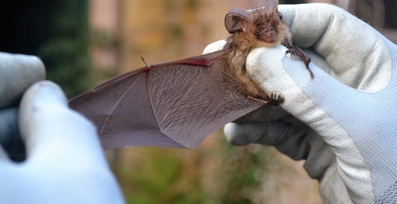 Transect Surveys, Preliminary Roost Assessment, Bats, common pip, Bat Activity, Hibernation Survey