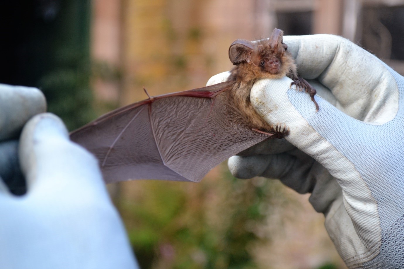 Bats Hibernation Surveys EcoEireann