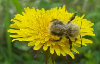 invertebrate, Invertebrate Surveys