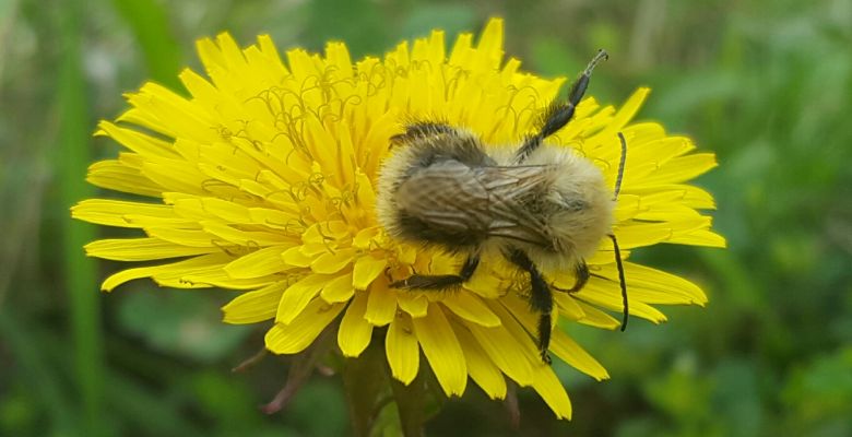 invertebrate, Invertebrate Surveys