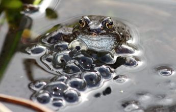 Natterjack Toad