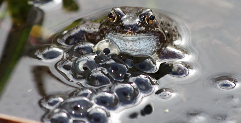 Natterjack Toad