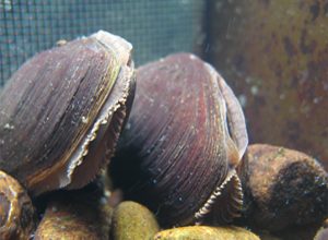 fresh water pearl muscles, fresh water pearl muscles surveys