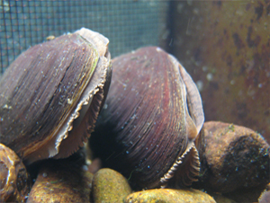 fresh water pearl muscles, fresh water pearl muscles surveys