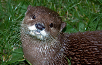 Otter