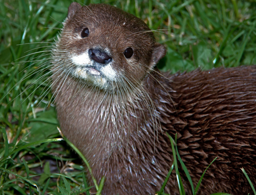 Otter