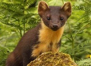 Pine Martens,Pine Marten Breeding Den Surveys