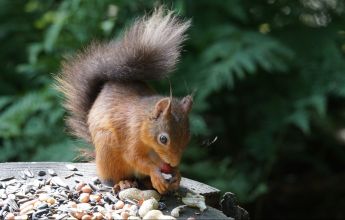 Red squirrels, Transect Survey