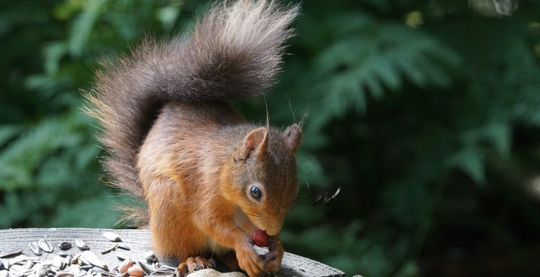 Red squirrels, Transect Survey