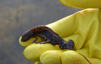 Newts Breeding Survey