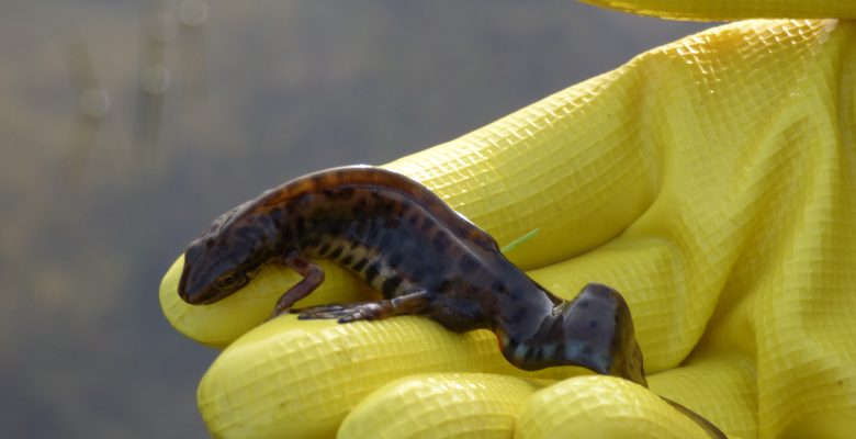 Newts Breeding Survey