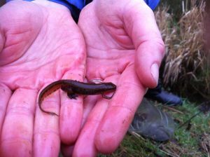 newt survey