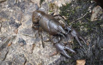 White-Clawed Crayfish, White-clawed Crayfish, WCC, Survey