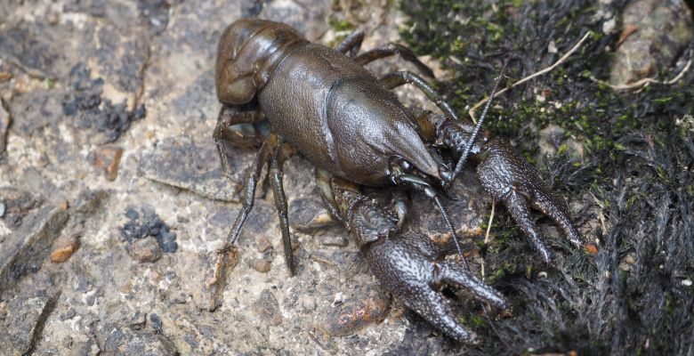 White-Clawed Crayfish, White-clawed Crayfish, WCC, Survey