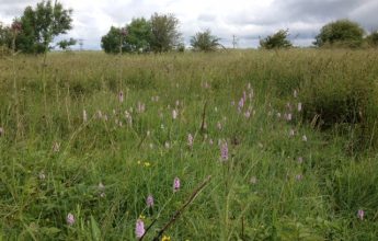 Meadow, Biodiversity