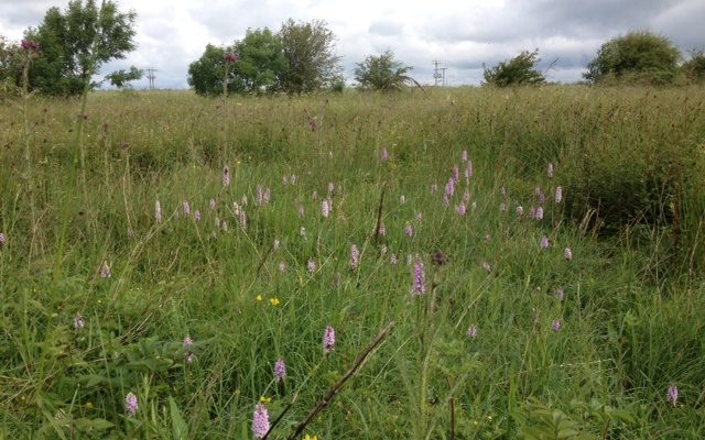 Meadow, Biodiversity