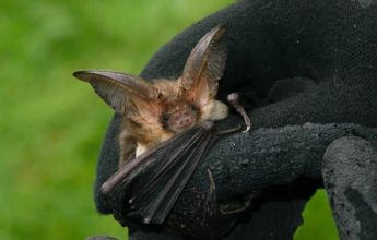 Professional surveys of hibernating bats including Brown long-eared bat, Plecotus auritus, Irish bats, UK bats