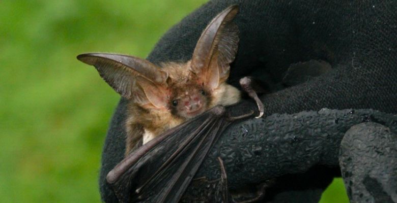 Professional surveys of hibernating bats including Brown long-eared bat, Plecotus auritus, Irish bats, UK bats