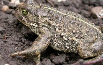 natterjack toad