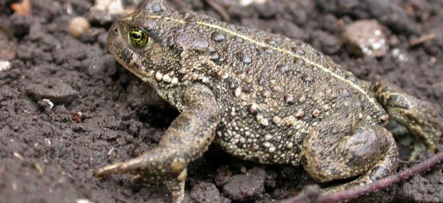 natterjack toad