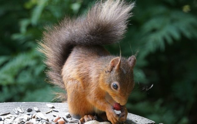 Red Squirrel Appreciation Day, 21 January